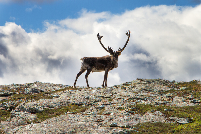 Sjansen for å møte på reinsdyr er absolutt til stades. Det er derimot sjeldan dei blir så gira.